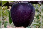 What is Black Diamond Apple?