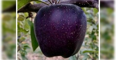 What is Black Diamond Apple?