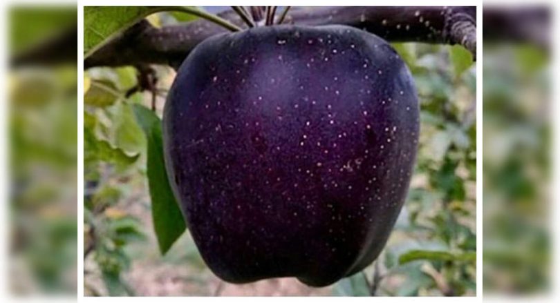 What is Black Diamond Apple?