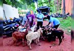 B'luru: The desire of 3 men's liquor leads to the police stealing goats