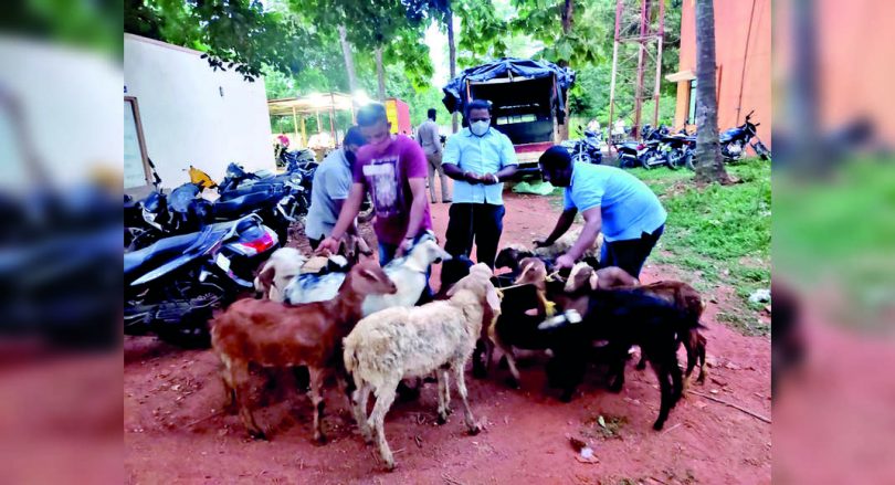 B'luru: The desire of 3 men's liquor leads to the police stealing goats