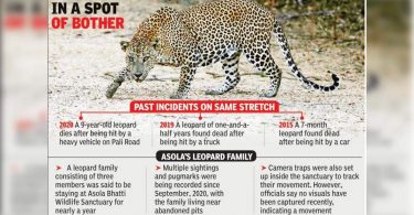 Dead cats may come from family 3 in Asola