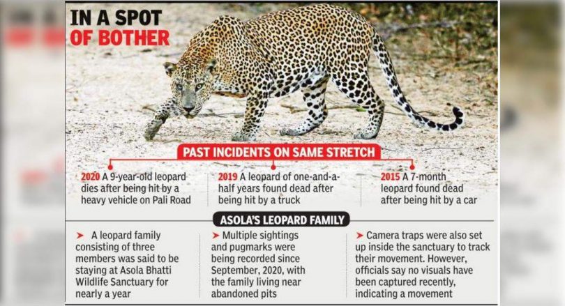 Dead cats may come from family 3 in Asola