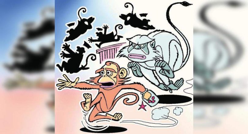 The carcass of two monkeys was found in Thane