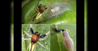 Gujarat on the web discovery of spiders