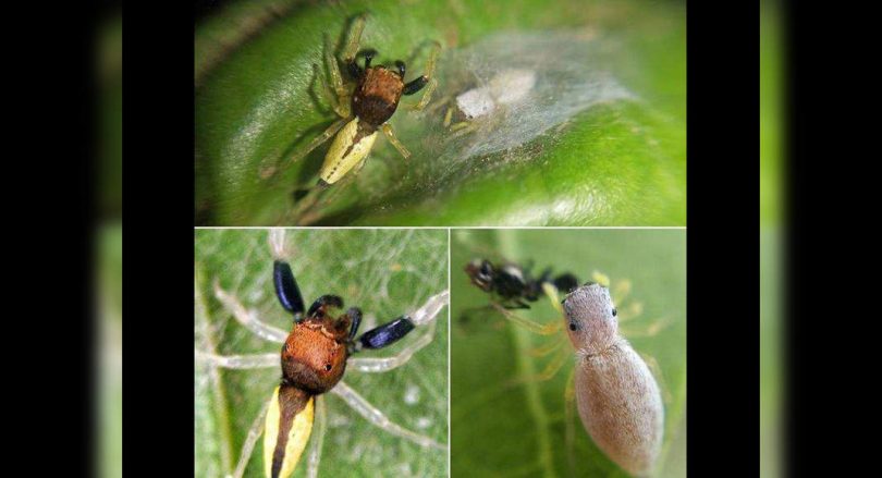 Gujarat on the web discovery of spiders
