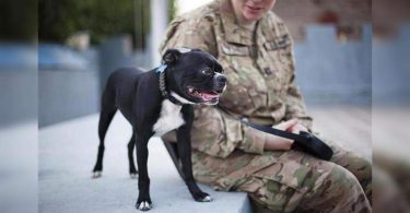 Soothing therapy dog in the middle of the Florida trauma collapsed