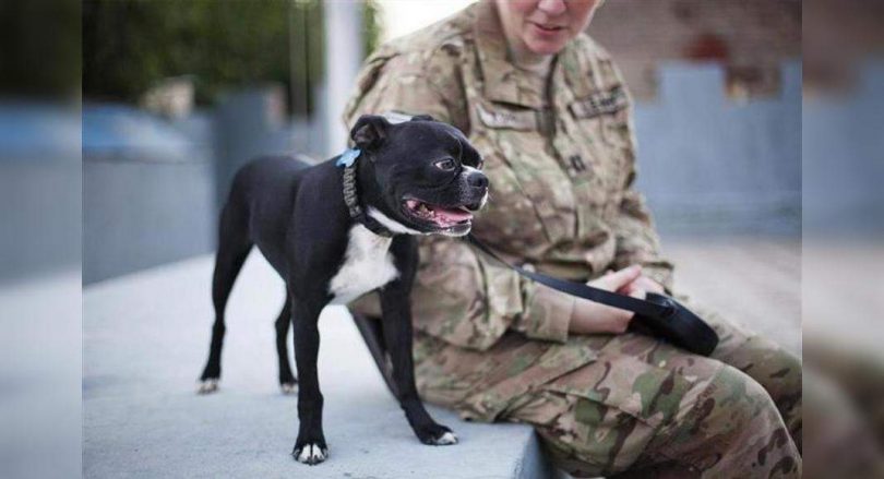 Soothing therapy dog in the middle of the Florida trauma collapsed