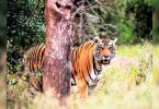 One more route to see tigers in Sariska Tiger Reserve
