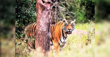 One more route to see tigers in Sariska Tiger Reserve