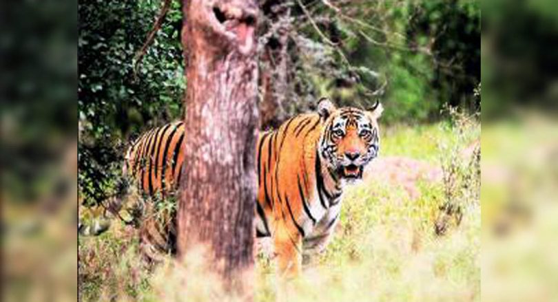 One more route to see tigers in Sariska Tiger Reserve