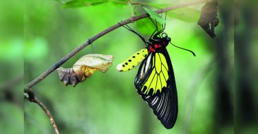 Documentary about the life of a big butterfly hit between the audience online