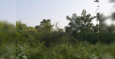 Corridor wildlife urban 1 in Delhi-NCR immediately