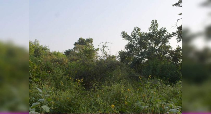 Corridor wildlife urban 1 in Delhi-NCR immediately