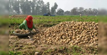 Plant cover scheme: to launch special drives