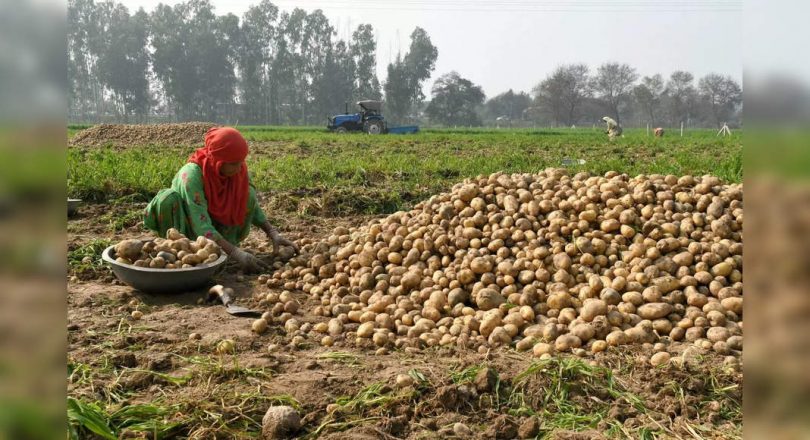 Plant cover scheme: to launch special drives