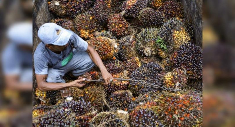 The government cuts import duties on crude palm oil to 10%