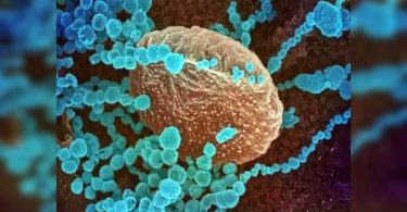 No Delta Plus Case Detected In: Report