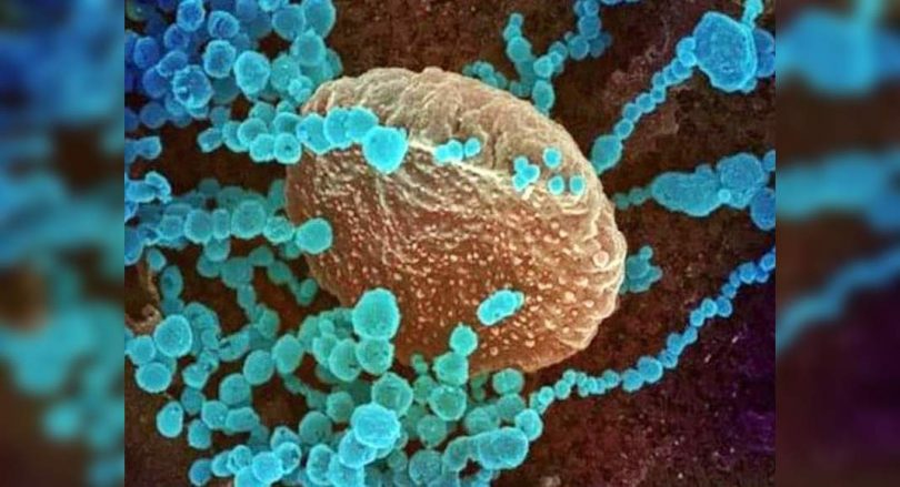 No Delta Plus Case Detected In: Report