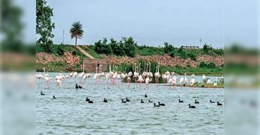 Telangana: 881 encroachment is identified in 11 body bodies