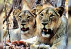 Pride of Gujarat: The count of lions officially crossed 700-mark