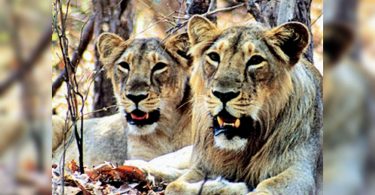 Pride of Gujarat: The count of lions officially crossed 700-mark