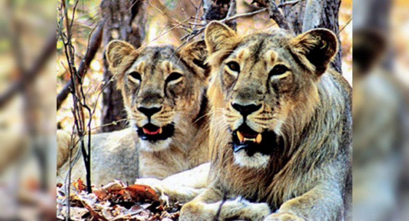Pride of Gujarat: The count of lions officially crossed 700-mark