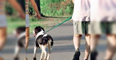 Patna: Cough Rs 500 If your pet, waterways