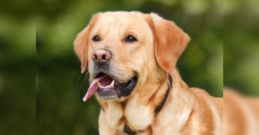 Sister of Hubballi feed biscuits, rice curds to more than 200 wild dogs