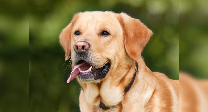 Sister of Hubballi feed biscuits, rice curds to more than 200 wild dogs