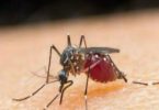 Malaria may get a disease tag that can be notified in Delhi soon