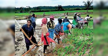 Gujarat: Sowing Rises, Agri Loans Swell 22%