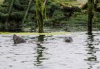 Off California, sea beaver party and play a role in climate change fighting
