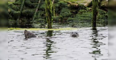 Off California, sea beaver party and play a role in climate change fighting