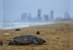 More than 200 rare sea animals died due to chemical leaks from drowning vessels, hearing the Lankan Court