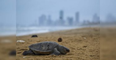 More than 200 rare sea animals died due to chemical leaks from drowning vessels, hearing the Lankan Court