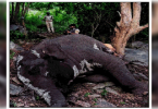 Karnataka: Jumbo found dead in Bannerghatta