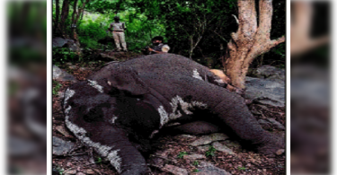 Karnataka: Jumbo found dead in Bannerghatta