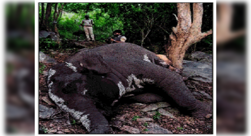 Karnataka: Jumbo found dead in Bannerghatta