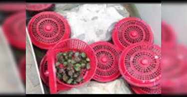 Uttar Pradesh: Cops confiscate 460 endangered tortoises
