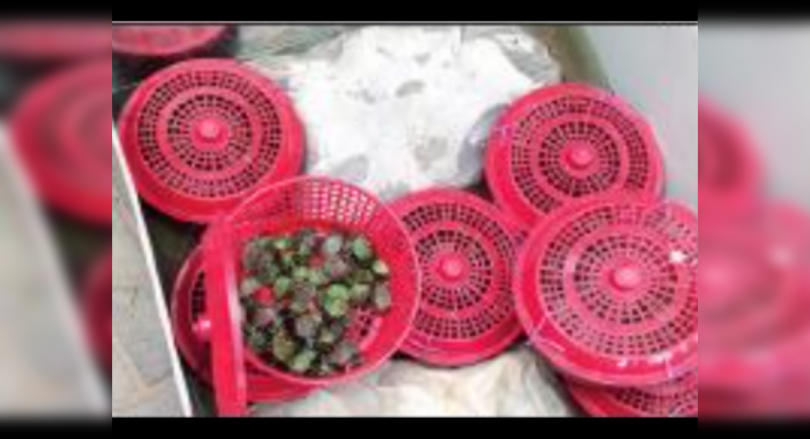 Uttar Pradesh: Cops confiscate 460 endangered tortoises