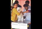 Goa: Mission Rabies’ static point vaccine drive from September 28