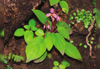 Plant species unlike any in its genus discovered in South Goa