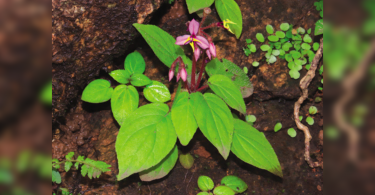 Plant species unlike any in its genus discovered in South Goa