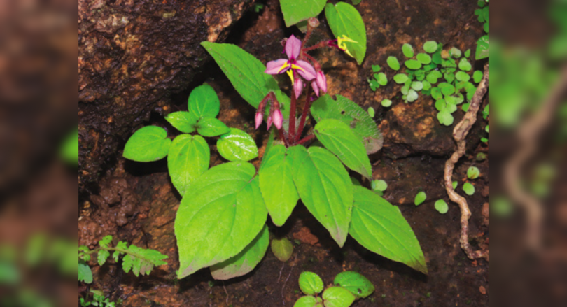 Plant species unlike any in its genus discovered in South Goa