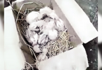 Egret nests destroyed over ‘Covid-19’ plaint in northern Assam’s Udalguri district