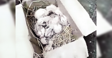 Egret nests destroyed over ‘Covid-19’ plaint in northern Assam’s Udalguri district