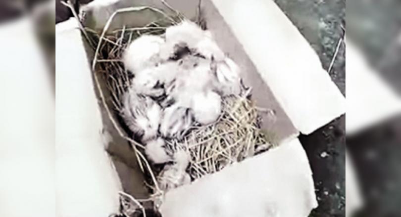 Egret nests destroyed over ‘Covid-19’ plaint in northern Assam’s Udalguri district