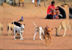 Calangute panchayat takes lead, sterilises 2,500 stray dogs