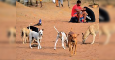 Calangute panchayat takes lead, sterilises 2,500 stray dogs